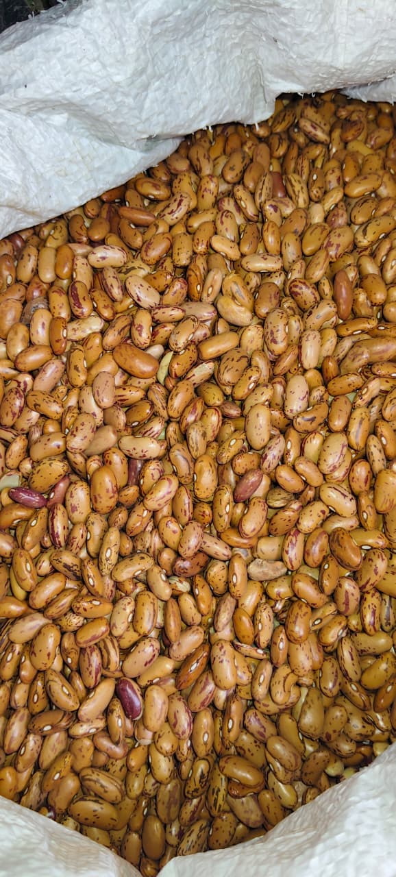 Chitkabra Rajma
